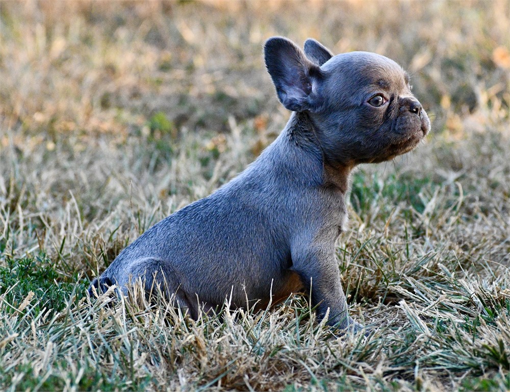 Ozark ~ Cute AKC Male French Bulldog!!