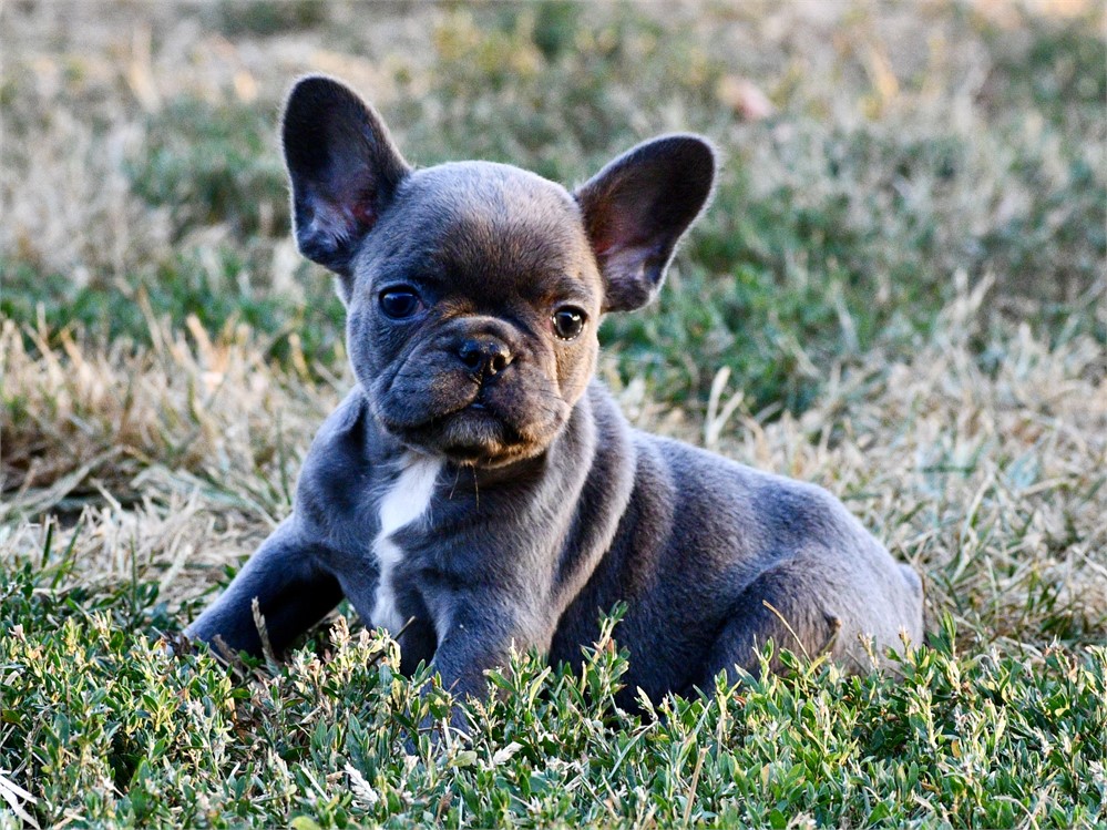 Lotus ~ Cute AKC Male French Bulldog!!