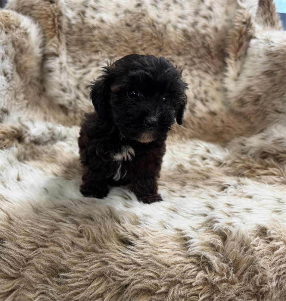 Male Yorkiepoo thick coat