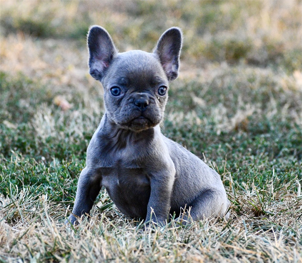 Ozark ~ Cute AKC Male French Bulldog!!