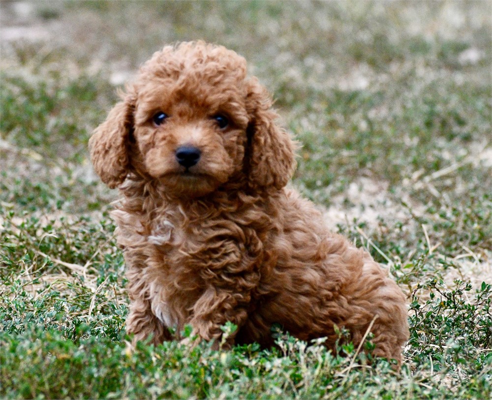 Tito ~ Adorable AKC Red w/ Black Points Male