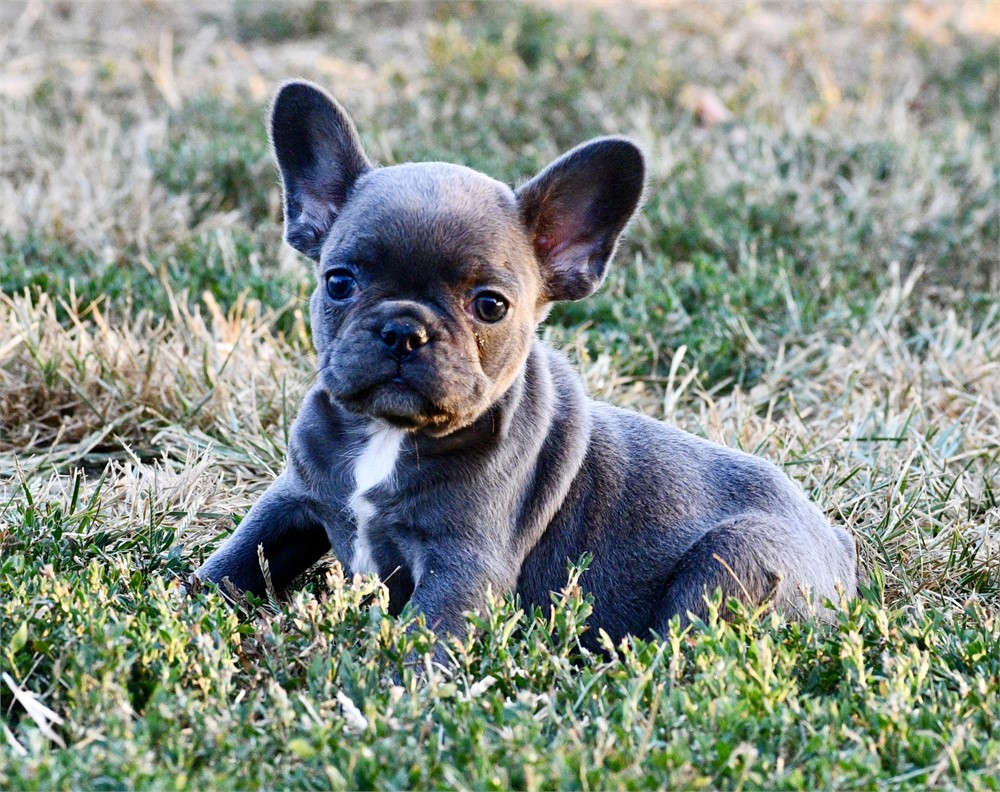 Lotus ~ Cute AKC Male French Bulldog!!