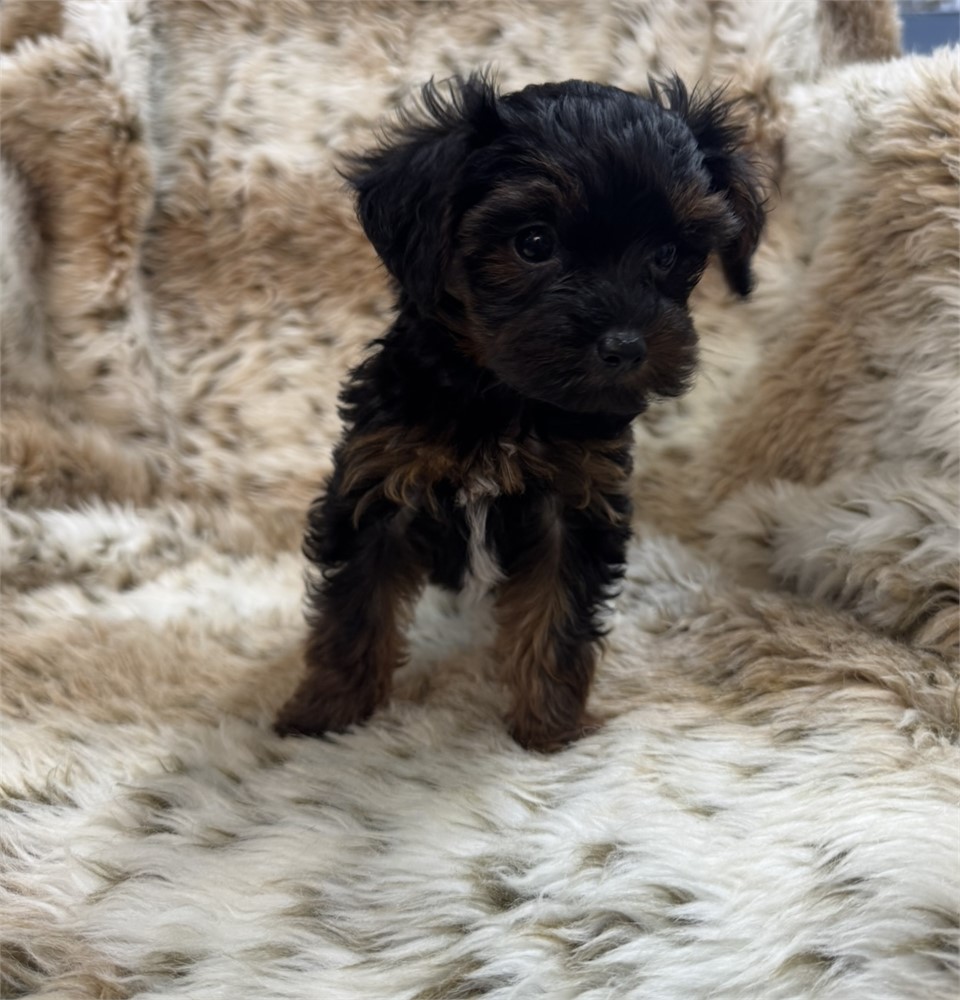 Female Yorkiepoo thick coat