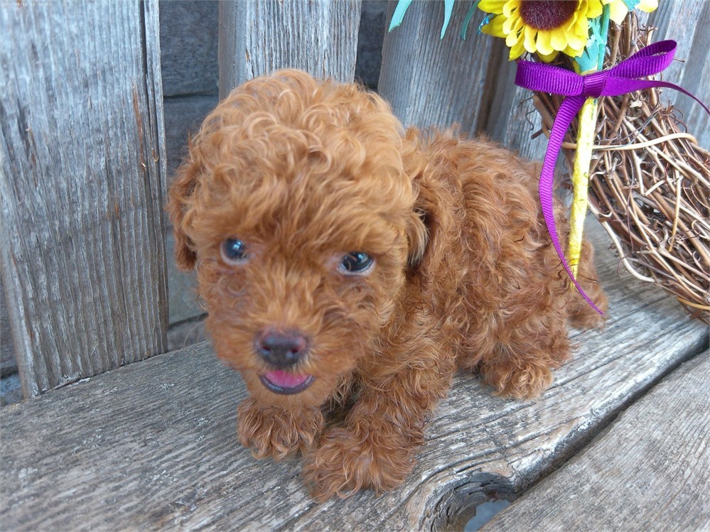 Dark Red - Male