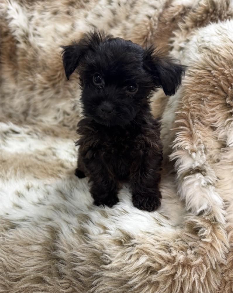 Male Yorkiepoo thick coat
