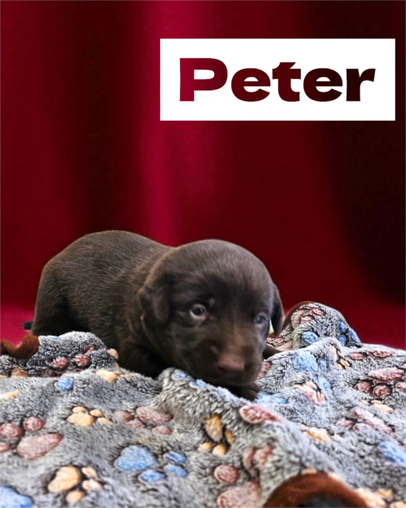 AKC Peter
