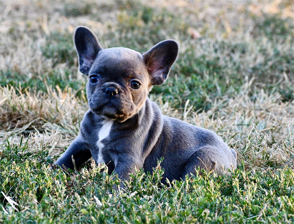 Lotus ~ Cute AKC Male French Bulldog!!