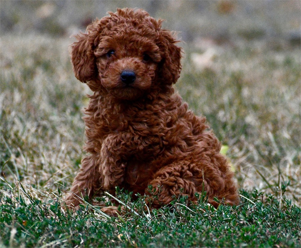 Finn ~ Adorable AKC Red w/ Black Points Male