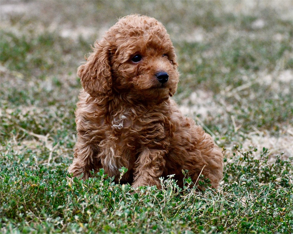 Tito ~ Adorable AKC Red w/ Black Points Male