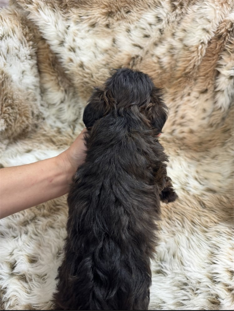 Male Yorkiepoo thick coat