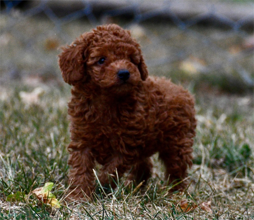 Finn ~ Adorable AKC Red w/ Black Points Male