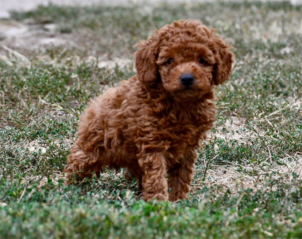 Finn ~ Adorable AKC Red w/ Black Points Male