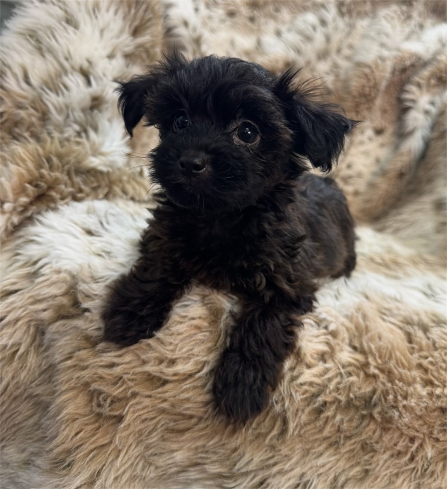Male Yorkiepoo thick coat