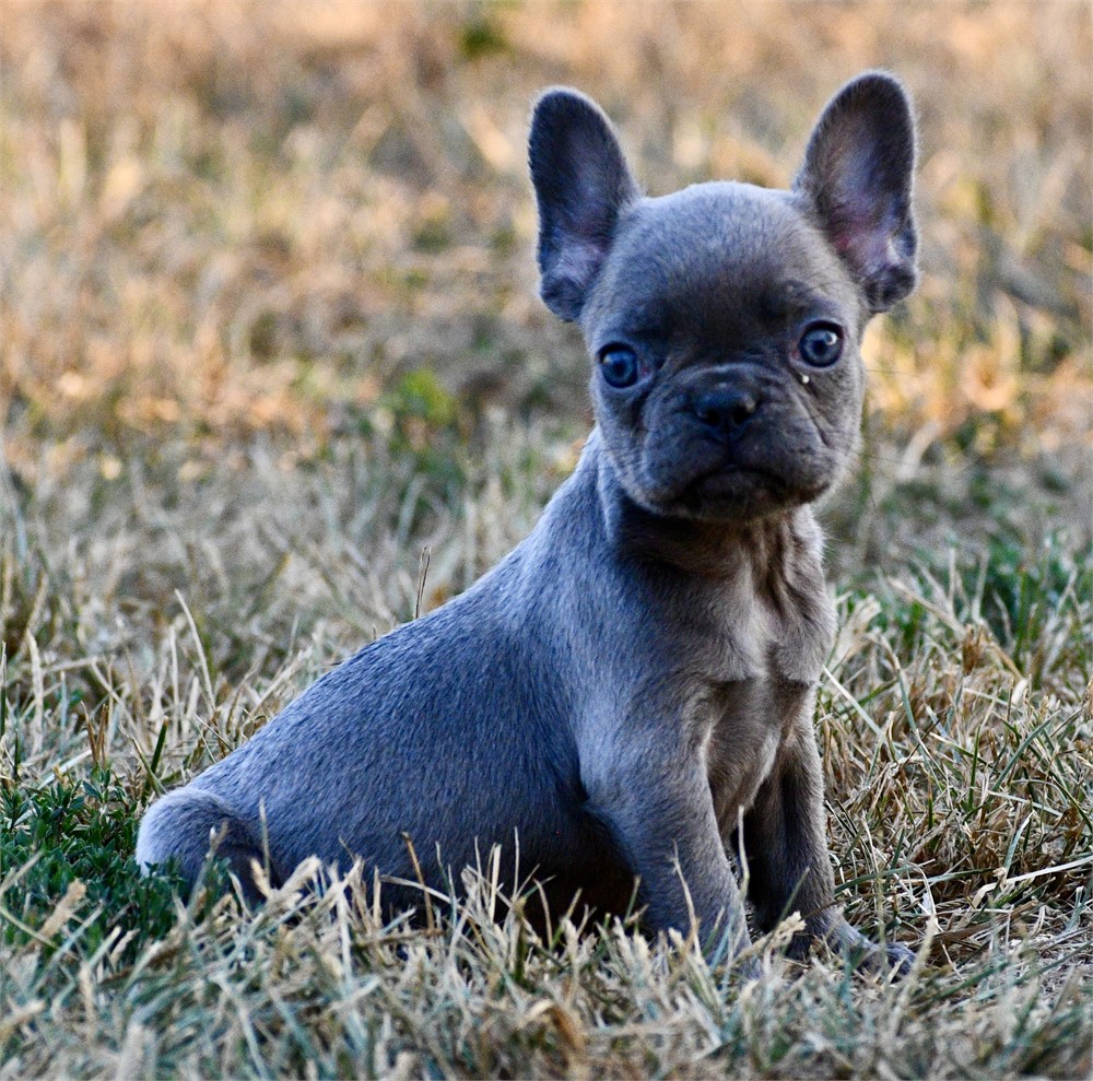 Ozark ~ Cute AKC Male French Bulldog!!