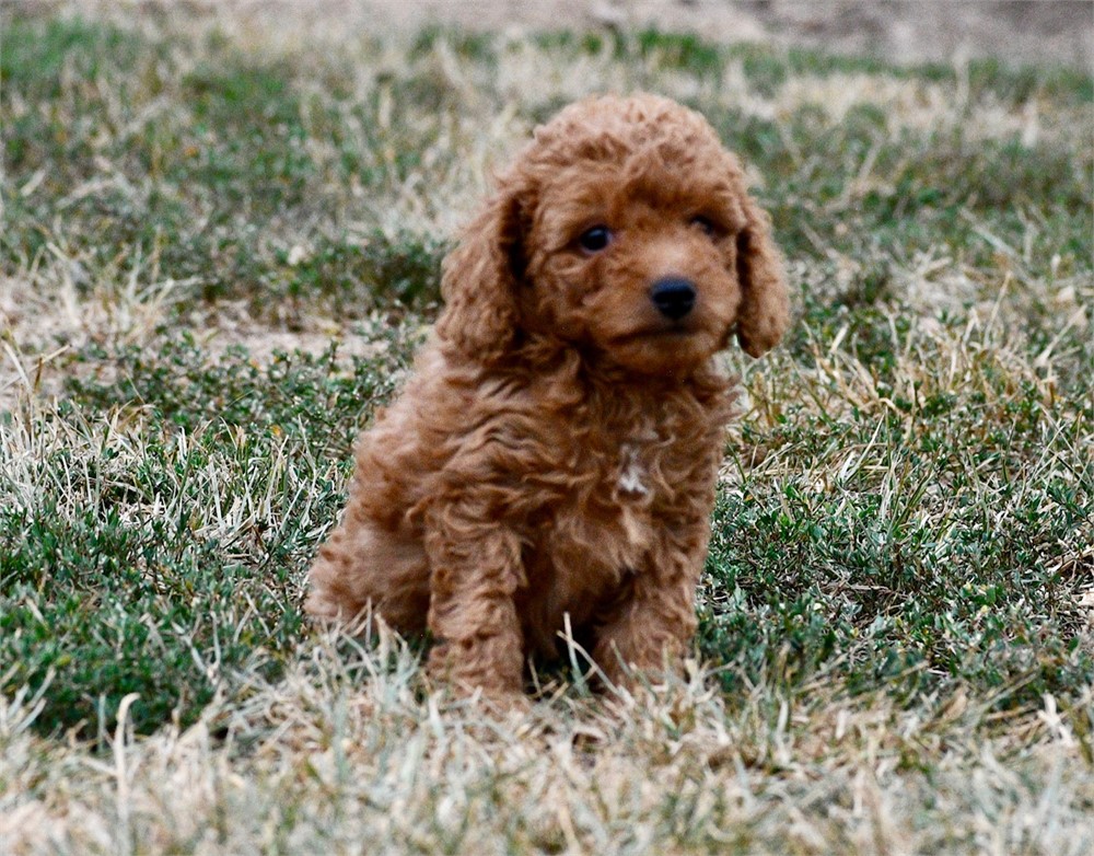 Tito ~ Adorable AKC Red w/ Black Points Male