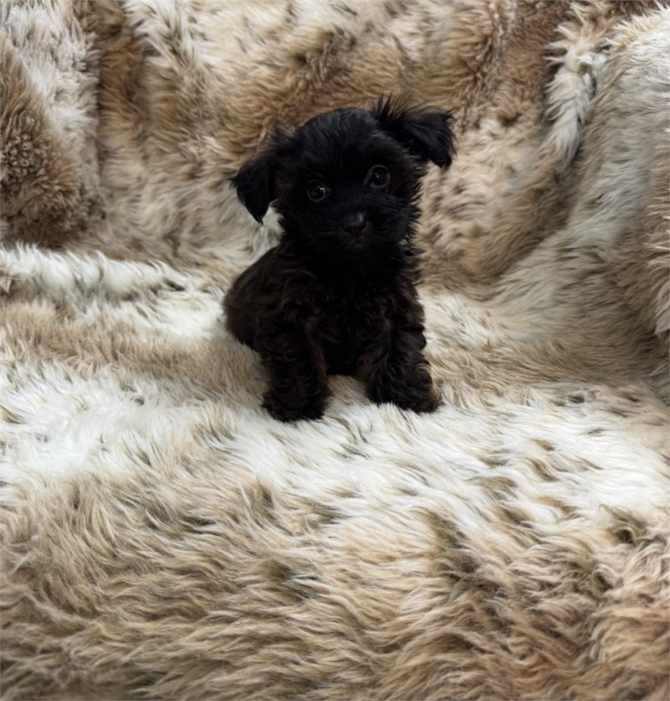 Male Yorkiepoo thick coat
