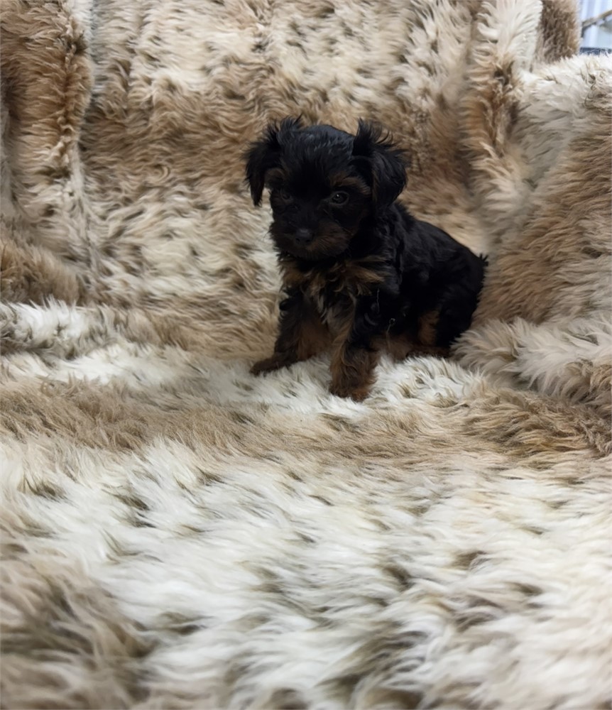 Female Yorkiepoo thick coat