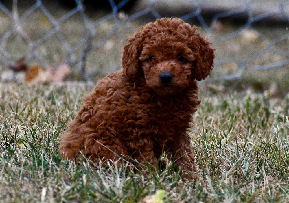 Finn ~ Adorable AKC Red w/ Black Points Male