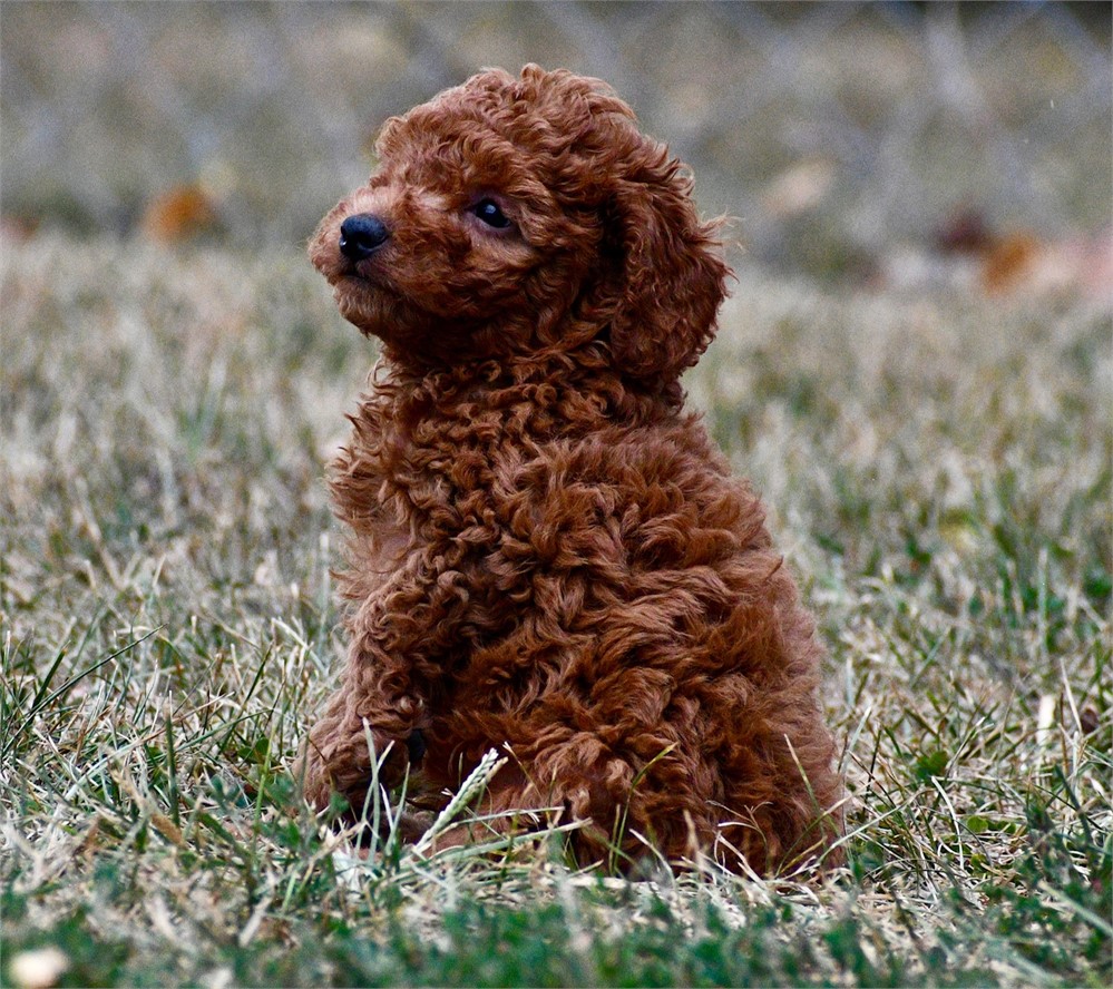 Finn ~ Adorable AKC Red w/ Black Points Male