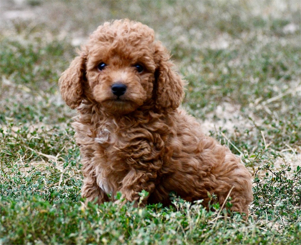 Tito ~ Adorable AKC Red w/ Black Points Male