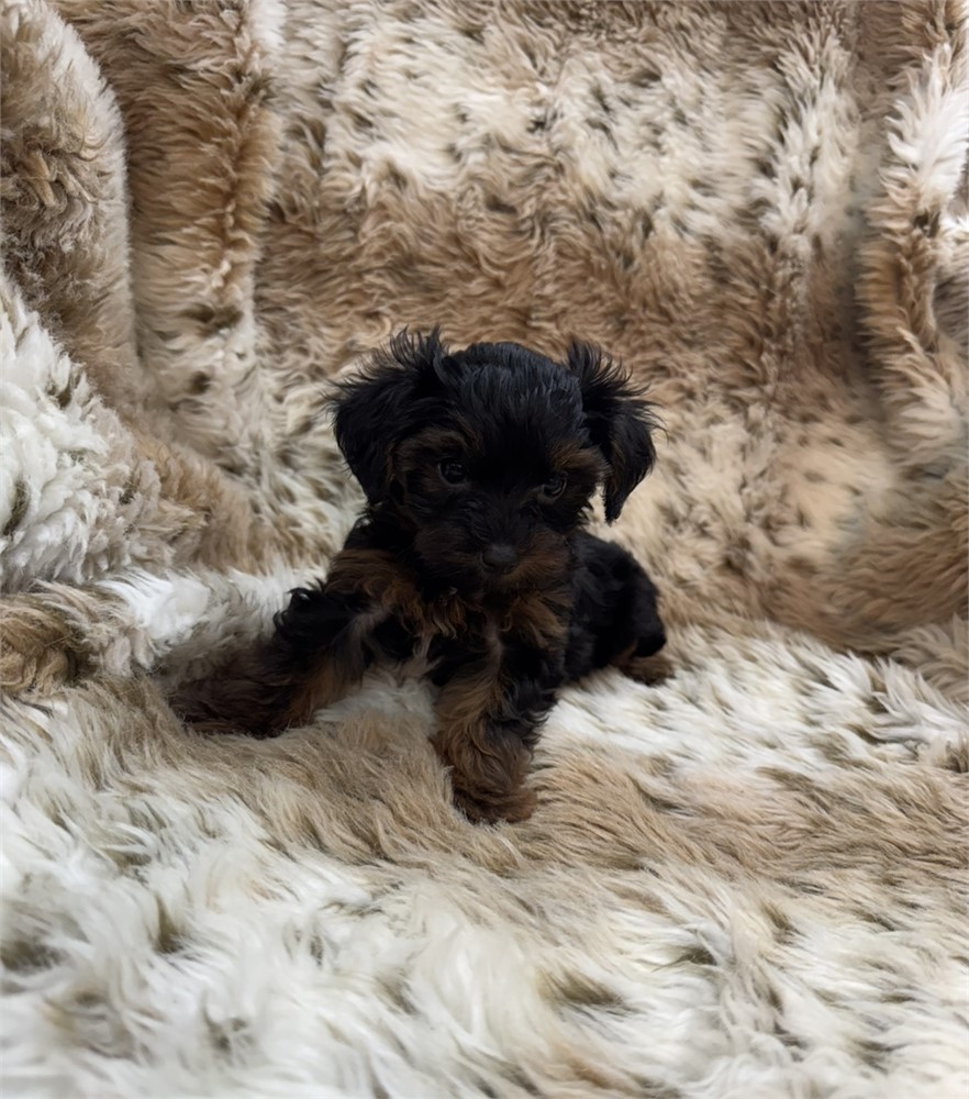 Female Yorkiepoo thick coat
