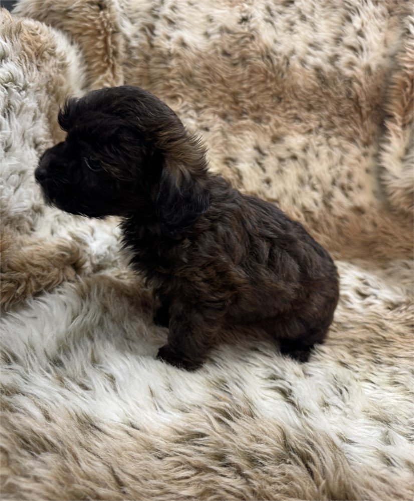 Male Yorkiepoo thick coat