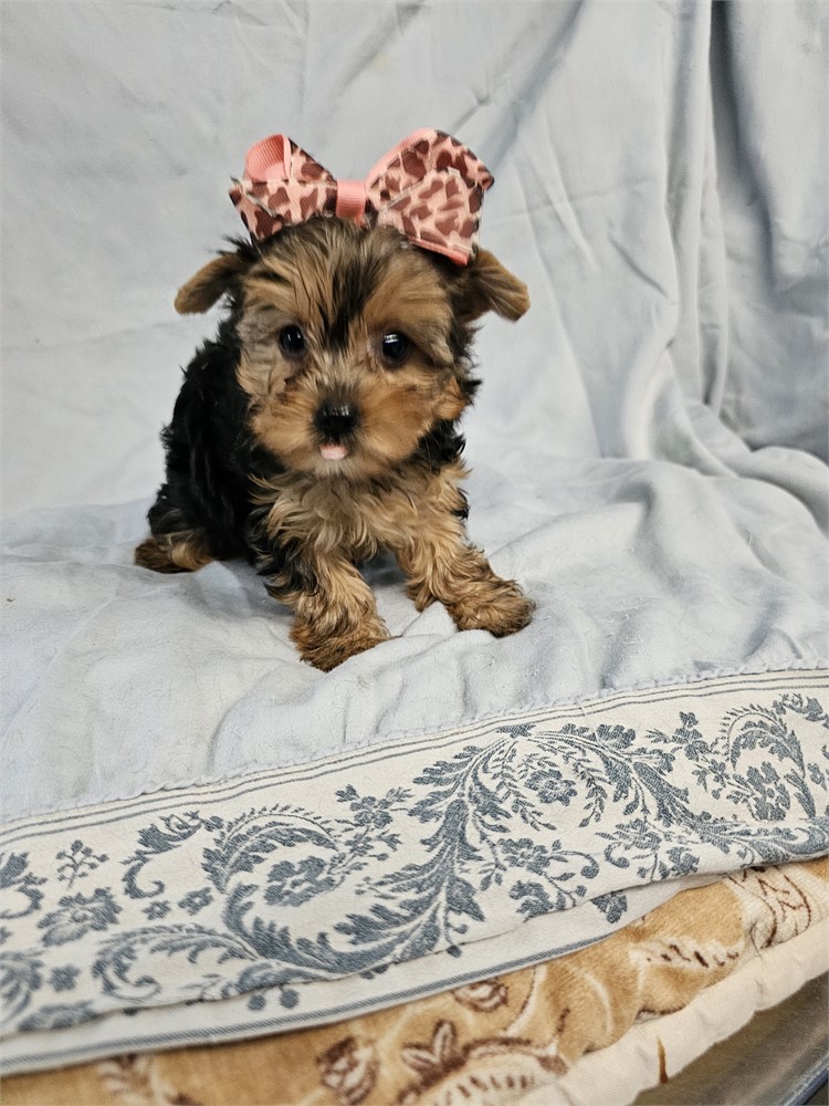 BLK/TAN FEMALE YORKIE