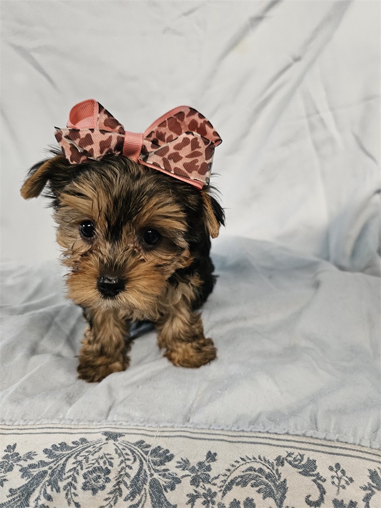BLK/TAN FEMALE YORKIE
