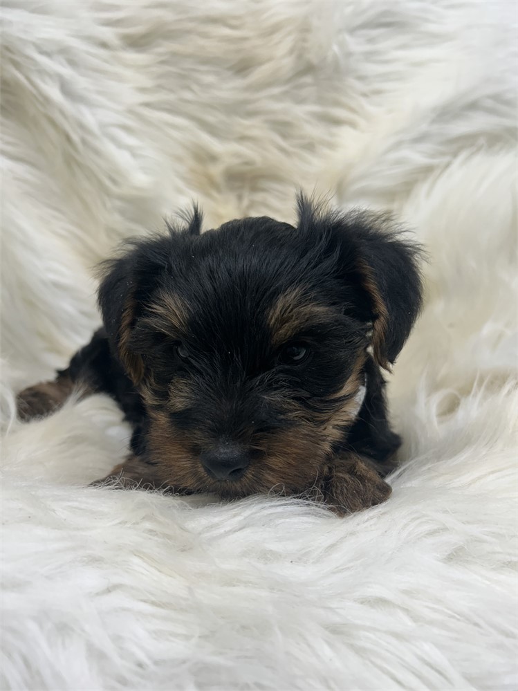 Ollie