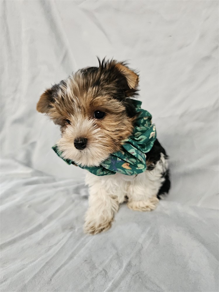 BLK/WHITE PARTI  MALE YORKIE