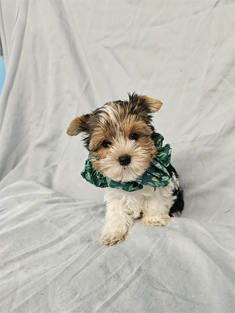 BLK/WHITE PARTI  MALE YORKIE