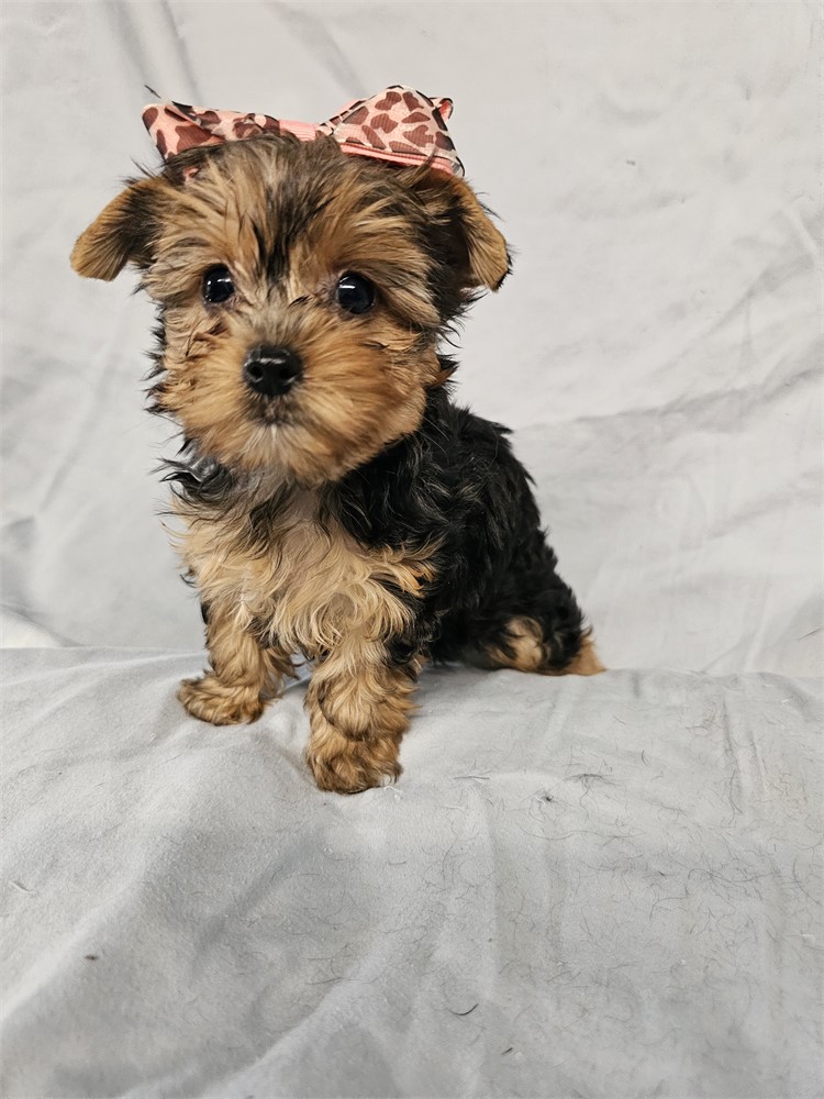 BLK/TAN FEMALE YORKIE