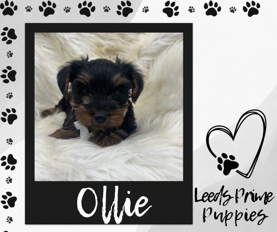 Ollie