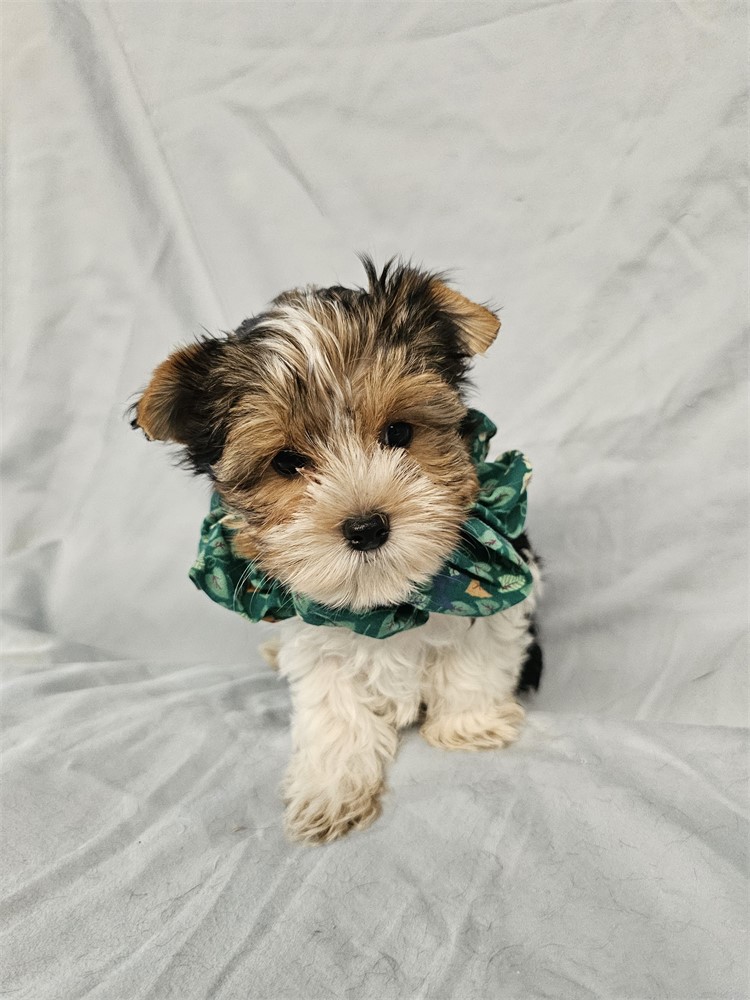 BLK/WHITE PARTI  MALE YORKIE