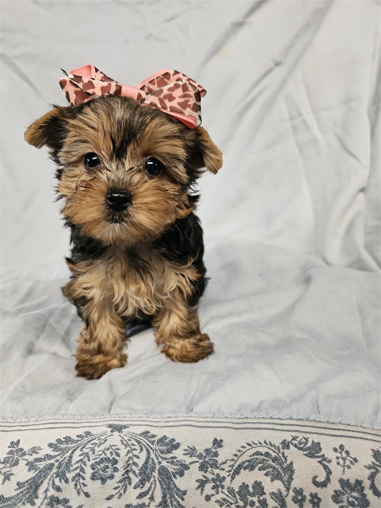 BLK/TAN FEMALE YORKIE