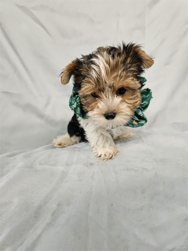 BLK/WHITE PARTI  MALE YORKIE