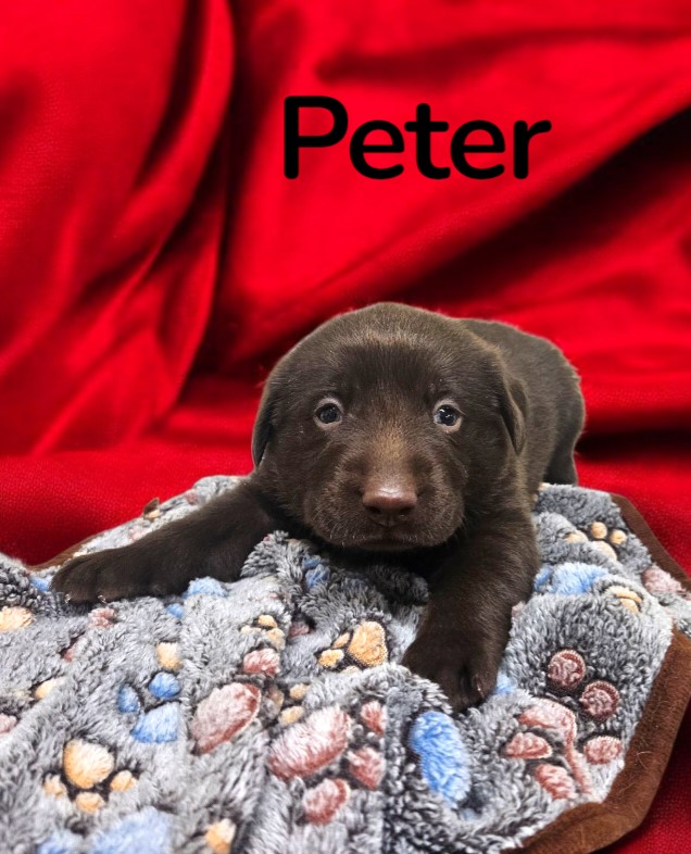 AKC Peter