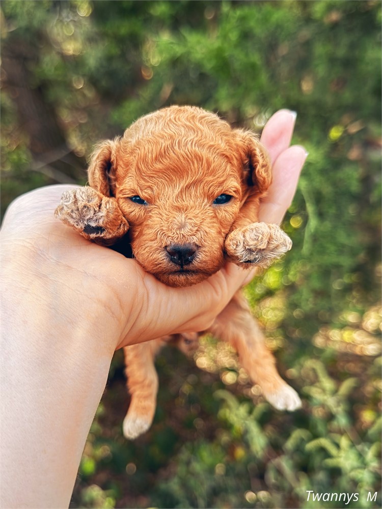 Toy Poodle red male twanny’s