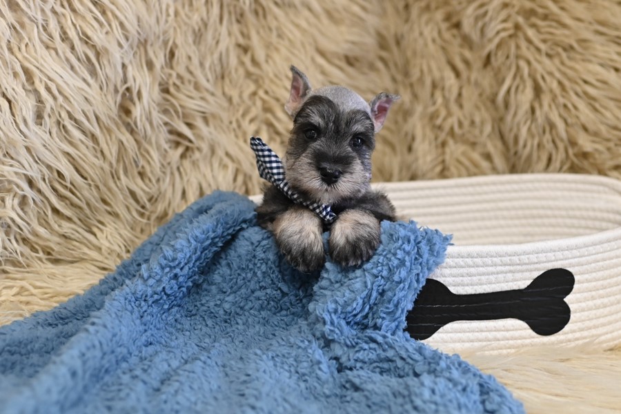 AKC Salt & Pepper | Otto