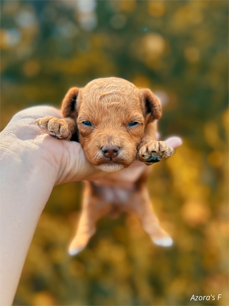 Toy poodle red female Azora’s