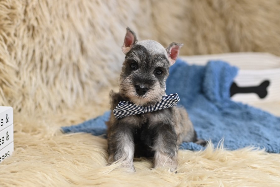 AKC Salt & Pepper | Otto