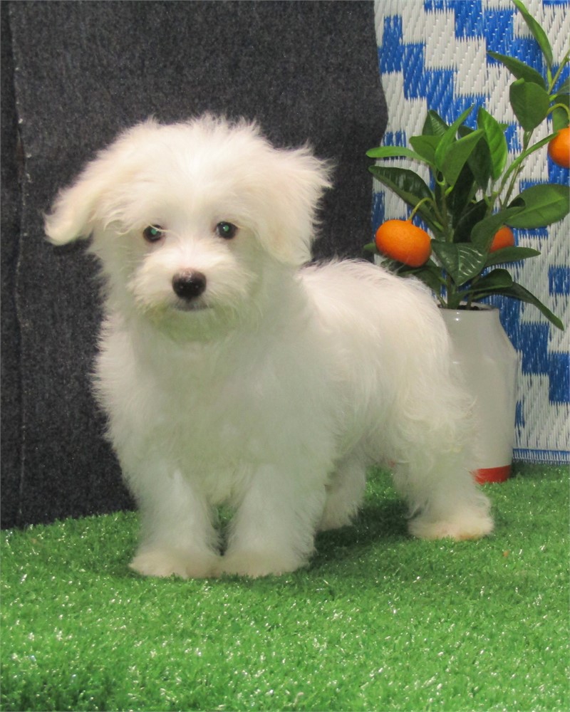 _ Gabriel _ Boy Maltese