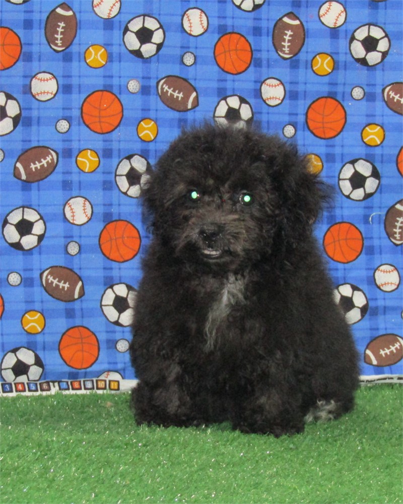 _ Jesse _ Boy Cockerpoo