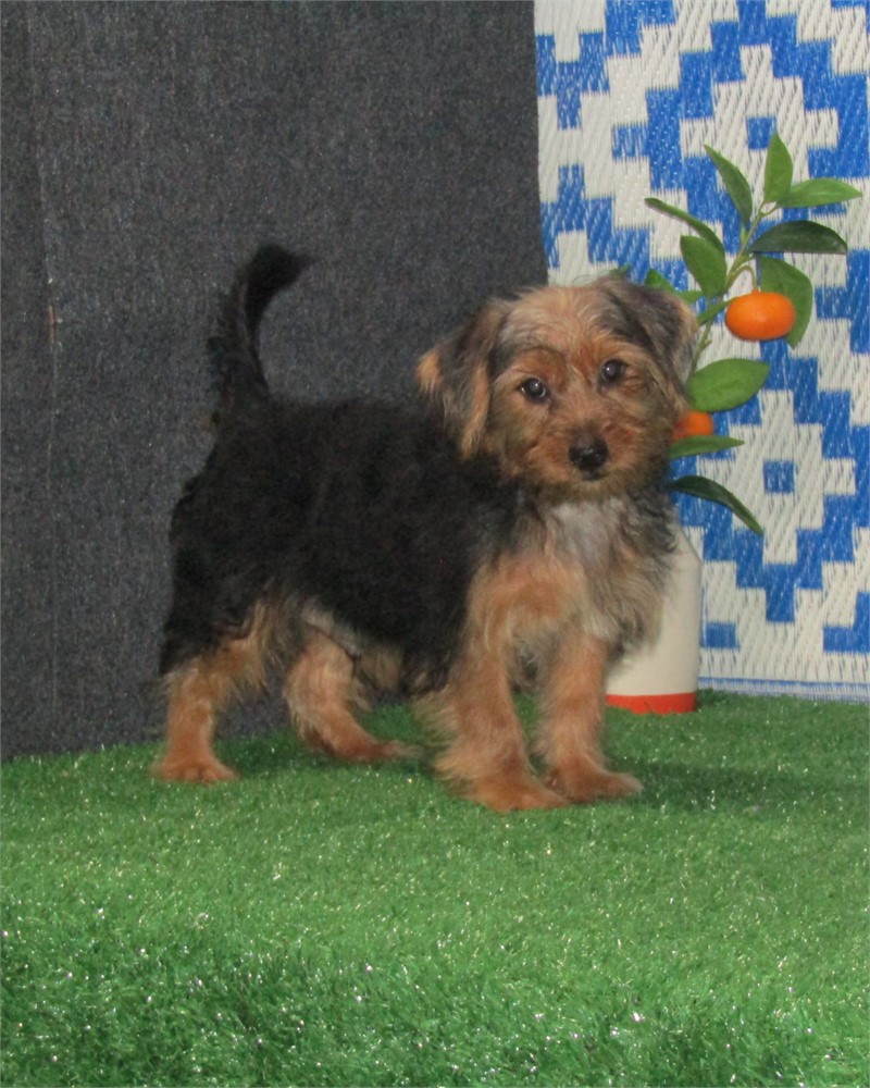 _ Harrison _  Boy Morkie