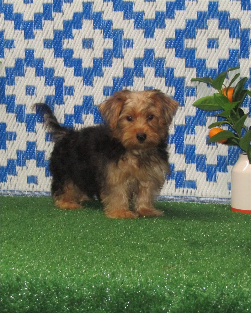 _ Greyson _  Boy Morkie