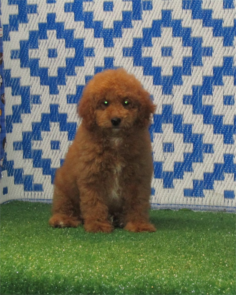 _ Daxon _ Boy Cockerpoo