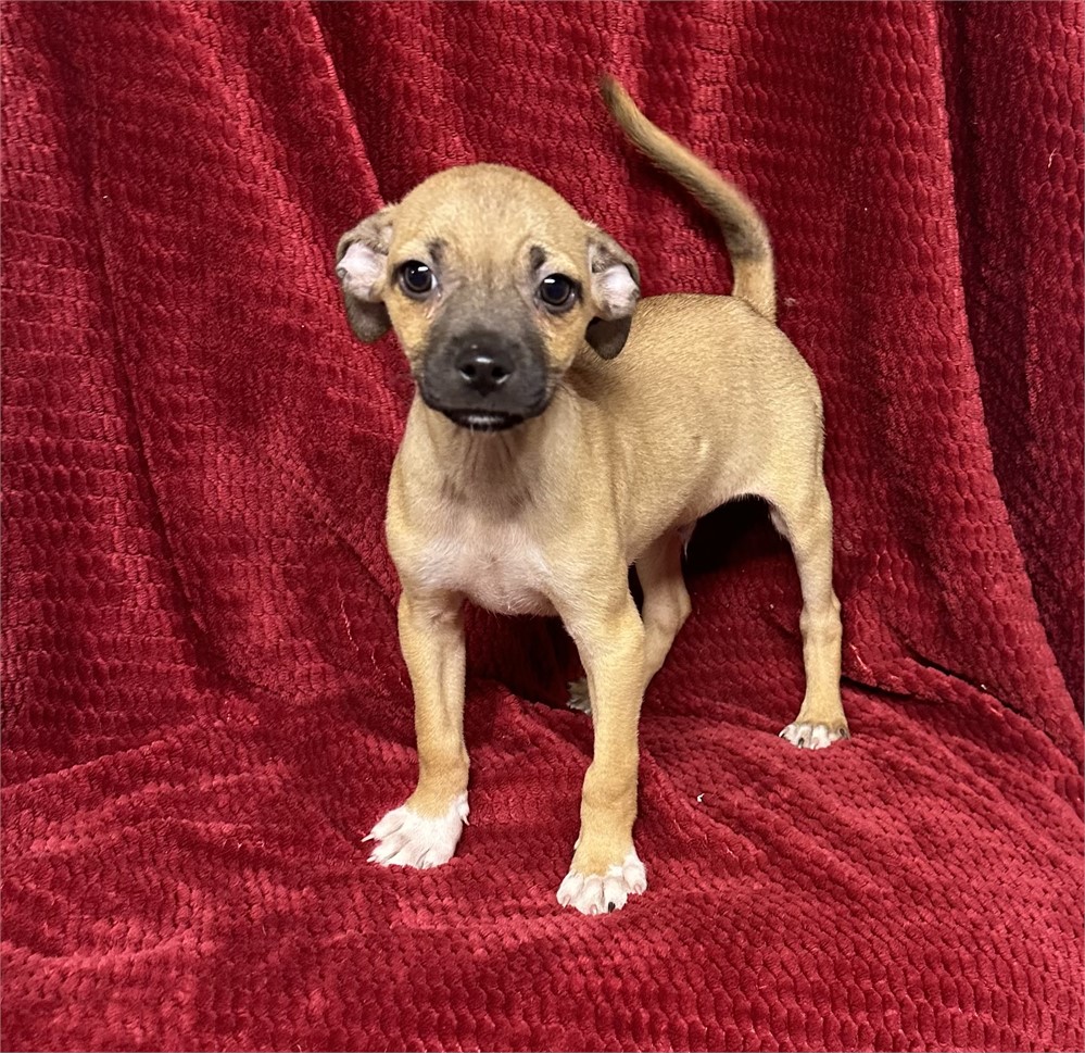 sweet little chi 2