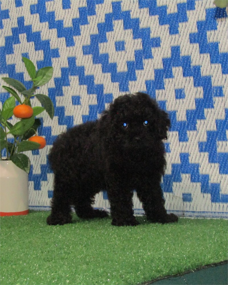 _ Remi _ Boy Cockerpoo