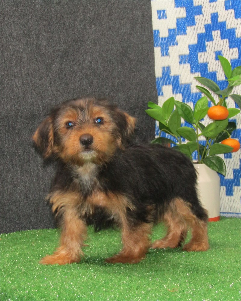 _ Reid _ Boy Yorkie