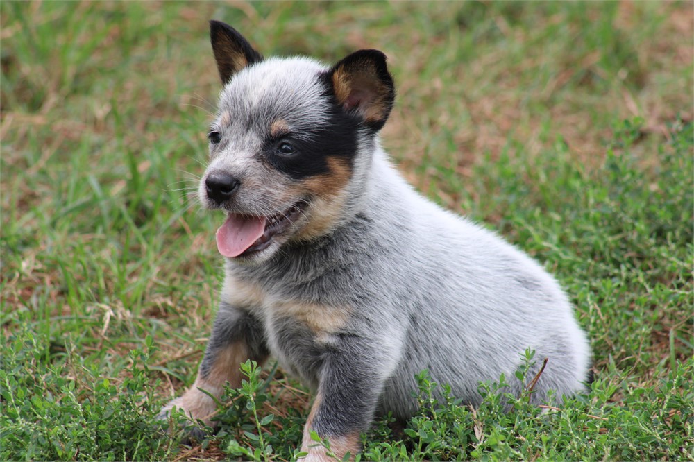 Blue Male